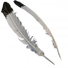 set de 2 plumes 