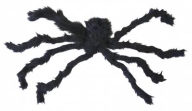 araignée veuve noire velue