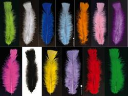 Sachet de 50 Plumes