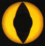 Lentilles de couleurs Yellow cat