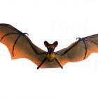 Chauve Souris en Tissu Marron