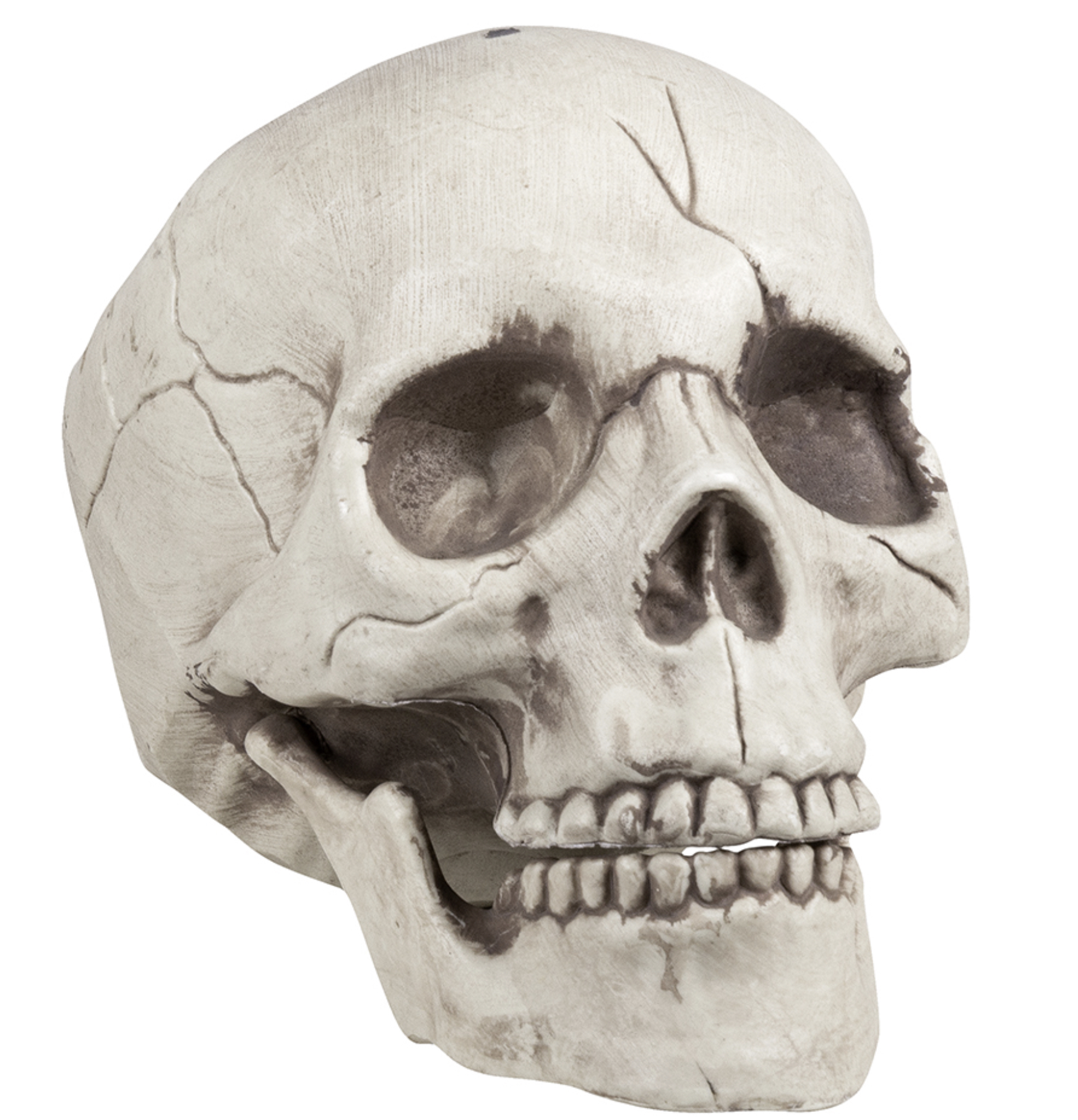 Halloween : crâne réaliste