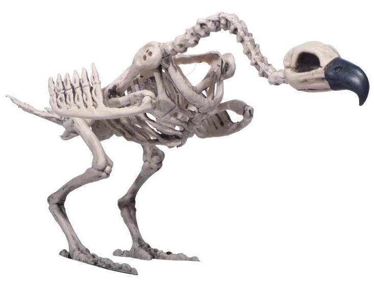 Squelette de vautour pas cher