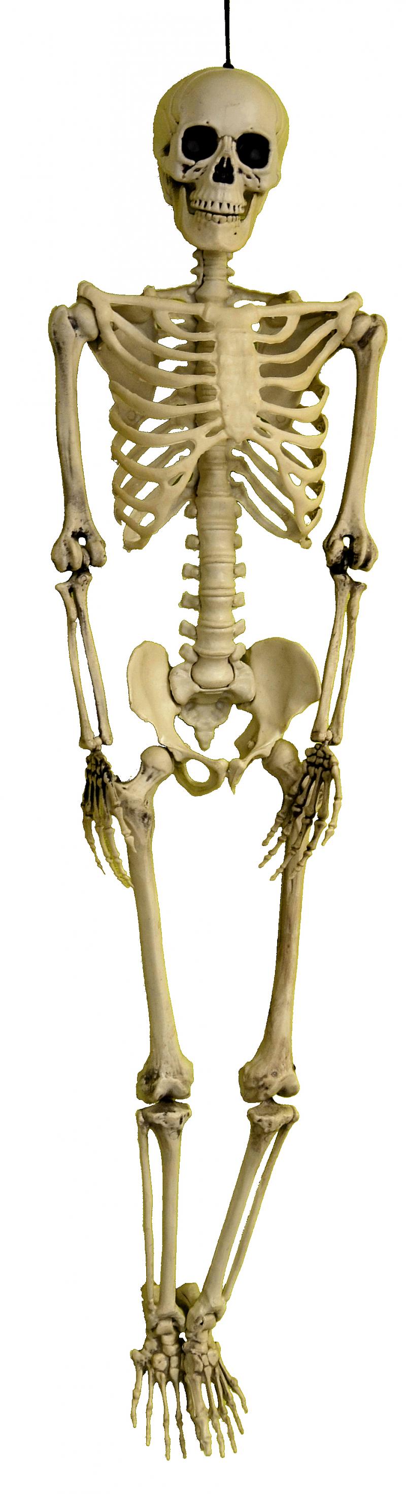Squelette 3 D réaliste pas cher