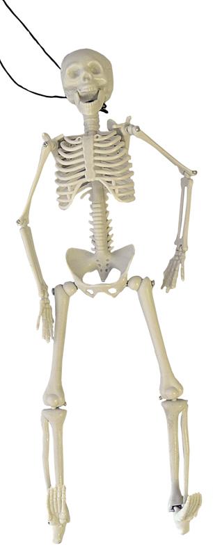 Squelette 3D articulé pas cher